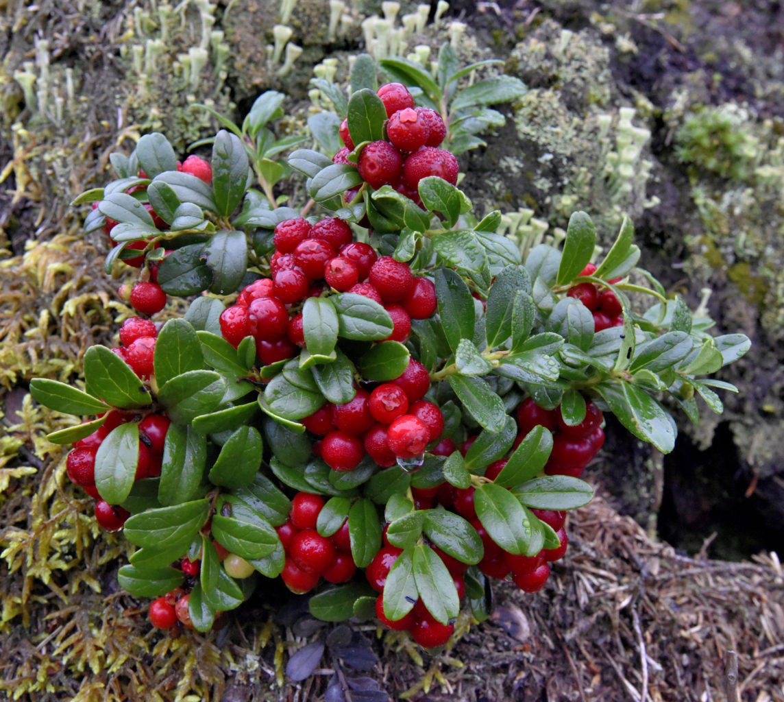 Valokuvaaja: Reijo Juurinen