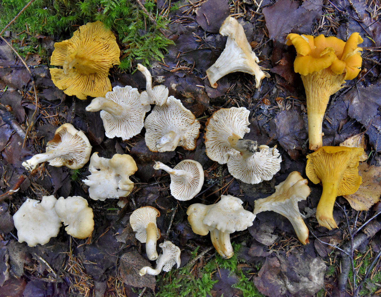 Valokuvaaja: Reijo Juurinen