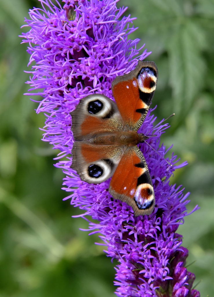 Valokuvaaja: Reijo Juurinen