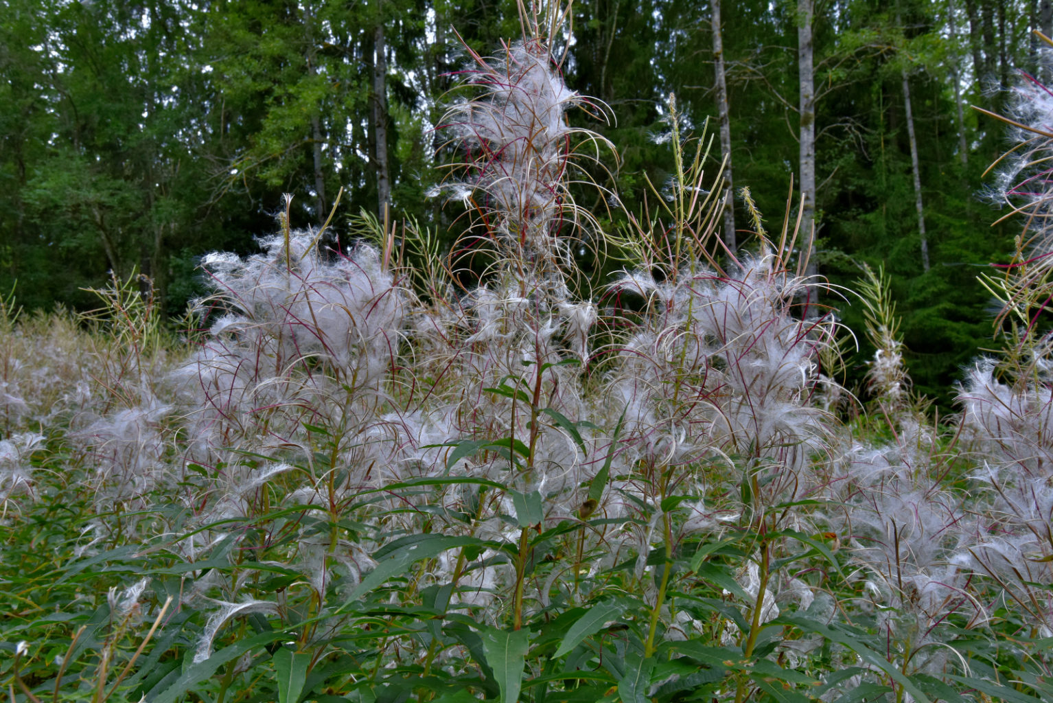 Valokuvaaja: Reijo Juurinen