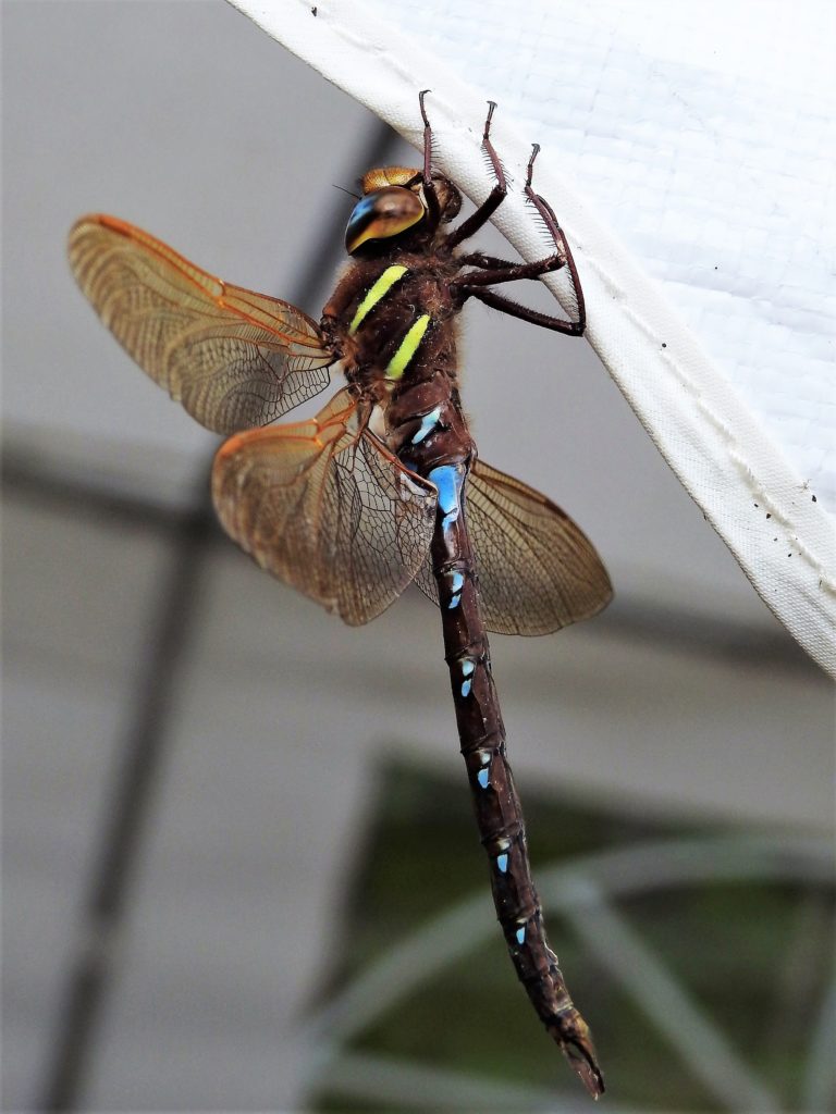 Valokuvaaja: Marja-Liisa Paavola