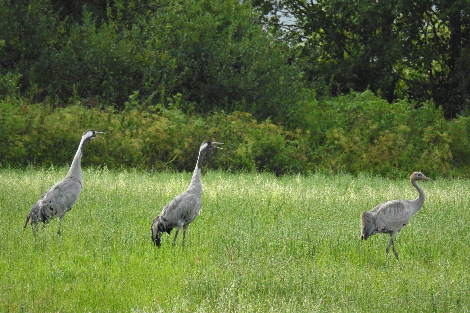 Valokuvaaja: Maarit Siitonen