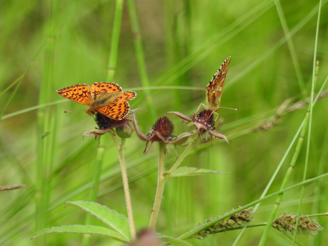 Valokuvaaja: Anni Hella