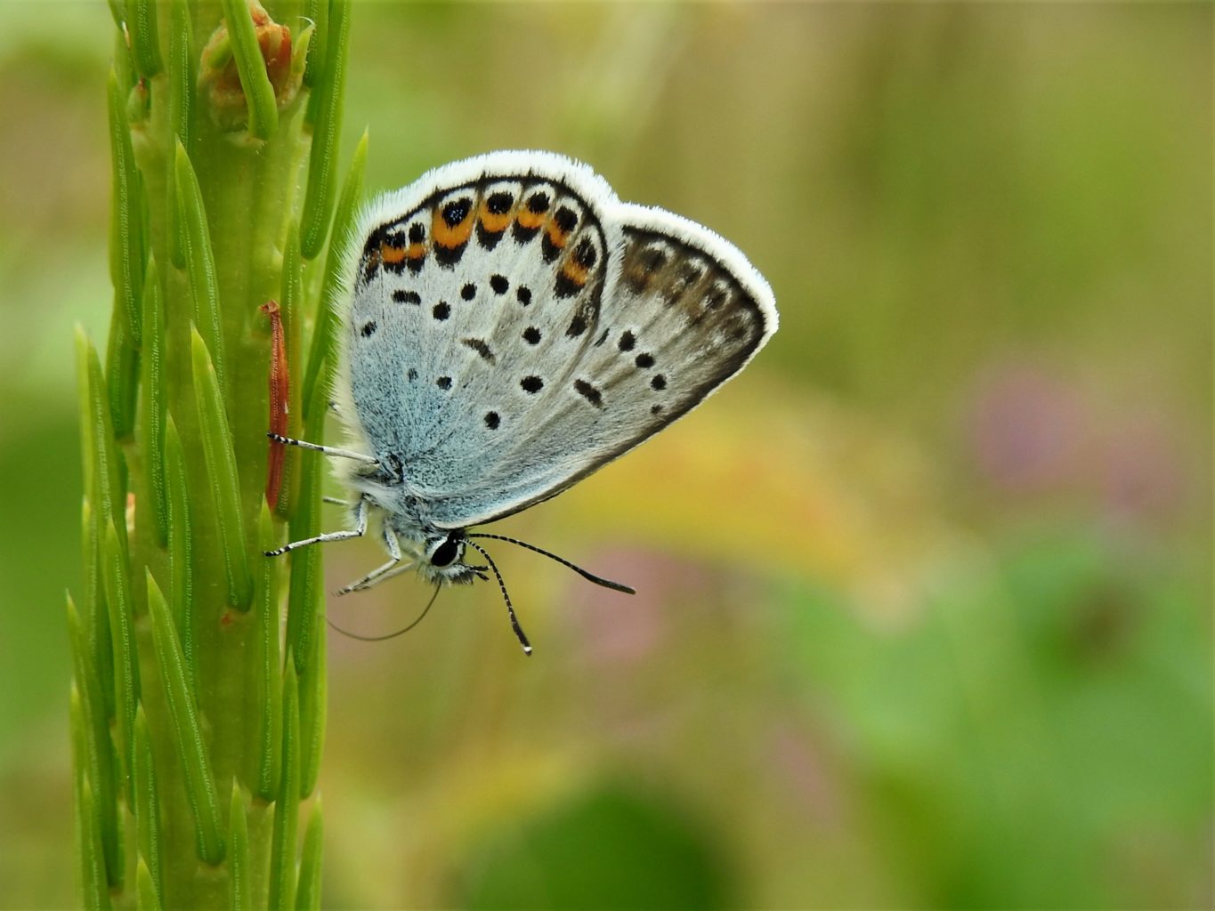 Valokuvaaja: Maarit Siitonen