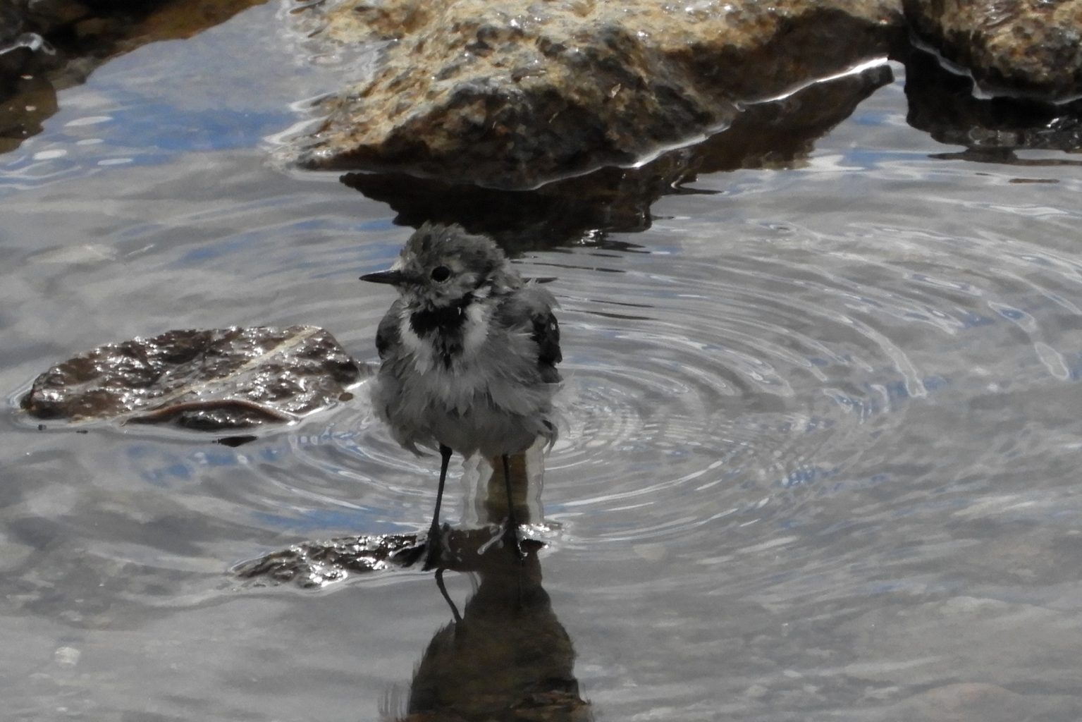 Valokuvaaja: Sirkka Perttu