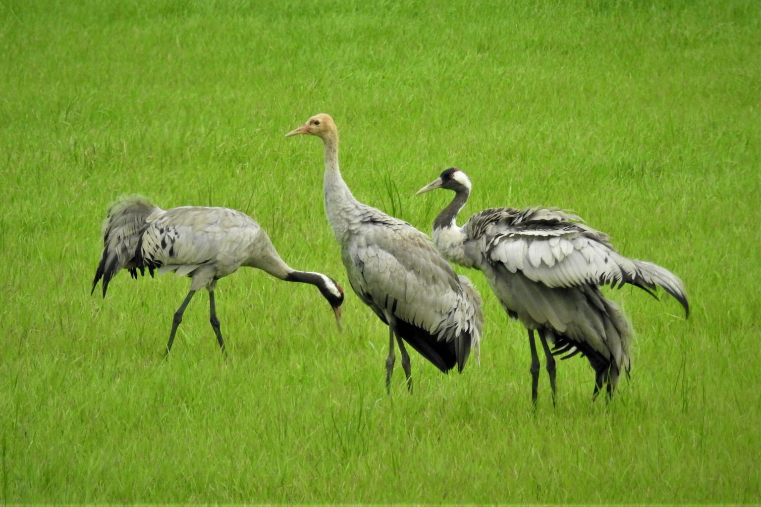 Valokuvaaja: Maarit Siitonen