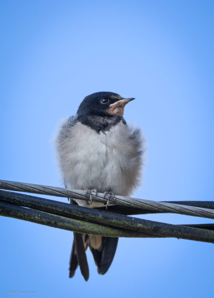 Valokuvaaja: MAIJA SAVOLAINEN