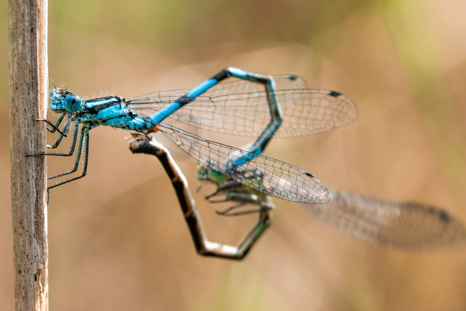 Valokuvaaja: Joona Korhonen