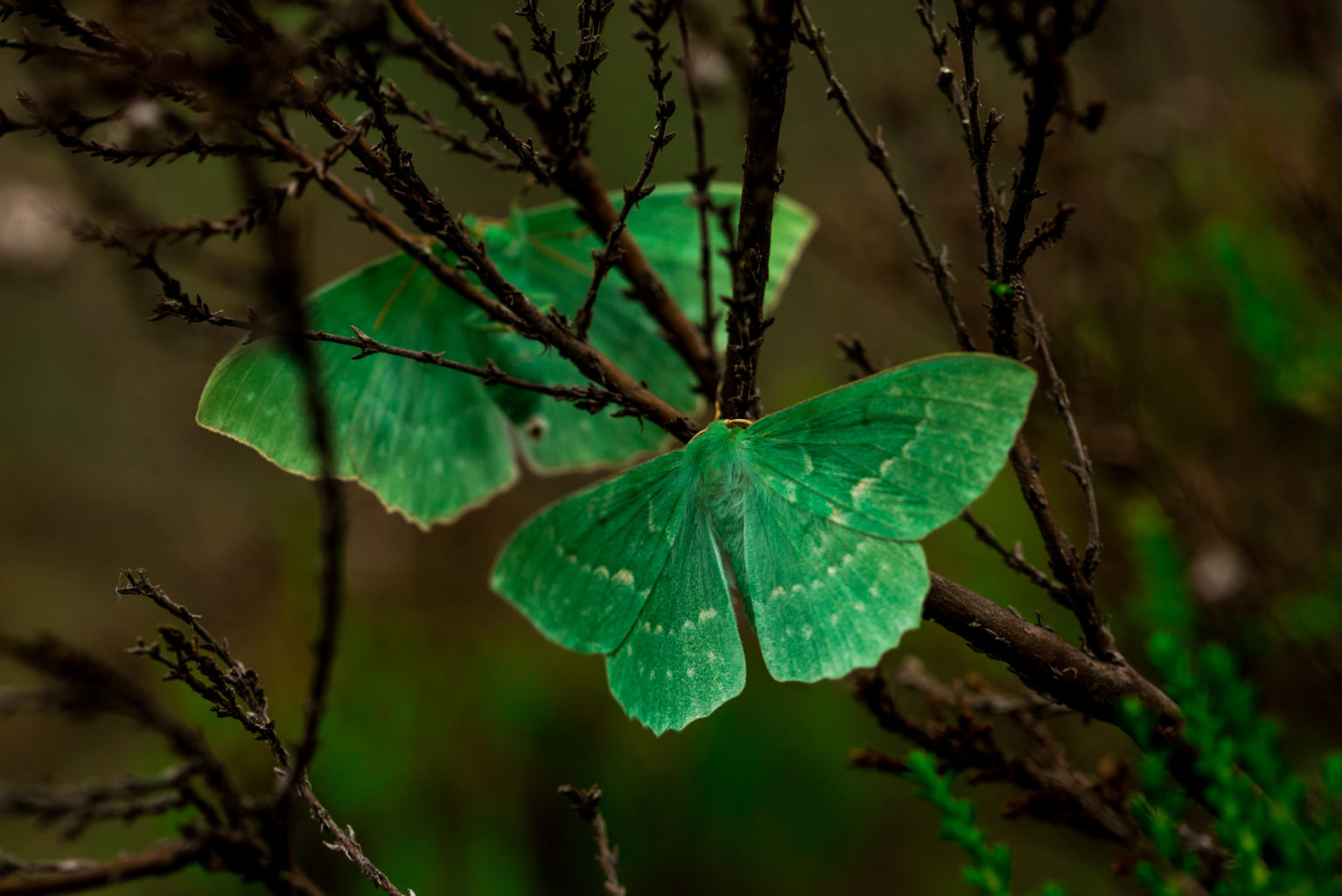 Valokuvaaja: Joona Korhonen