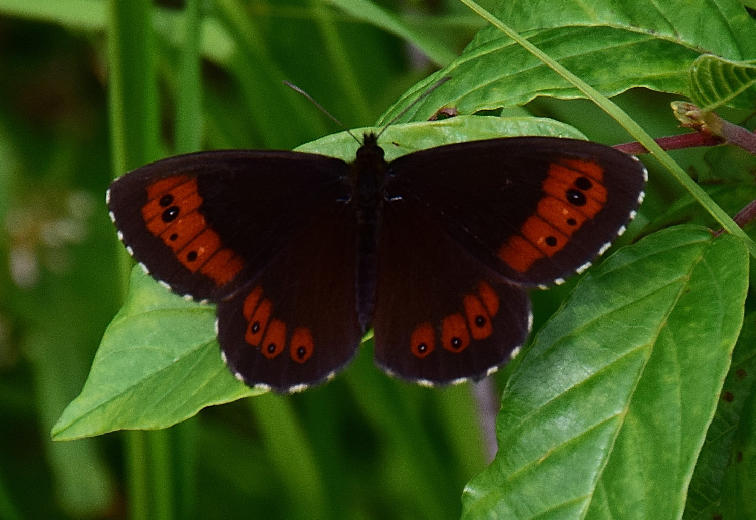 Valokuvaaja: Sulo Laitinen