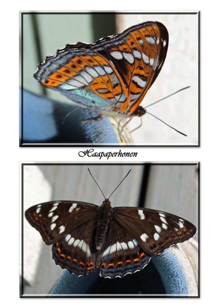 Valokuvaaja: Rauni Koivula Valokuvaaja: Rauni Koivula