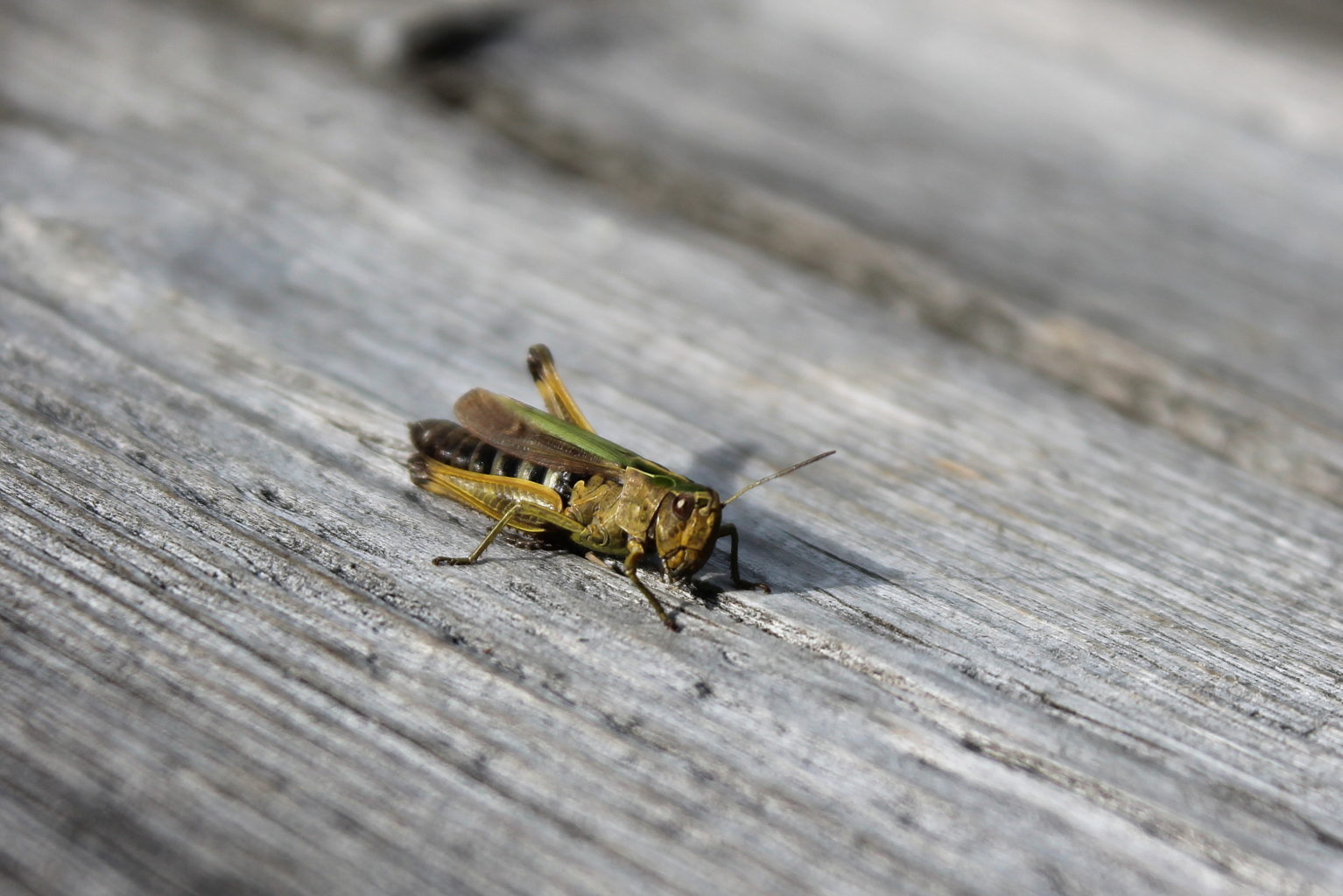 Valokuvaaja: Paula Savelius