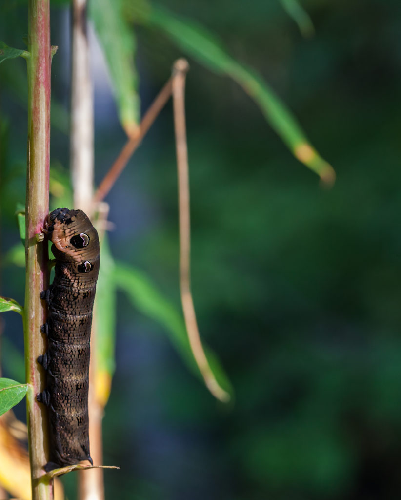 Valokuvaaja: Ari Soikkeli
