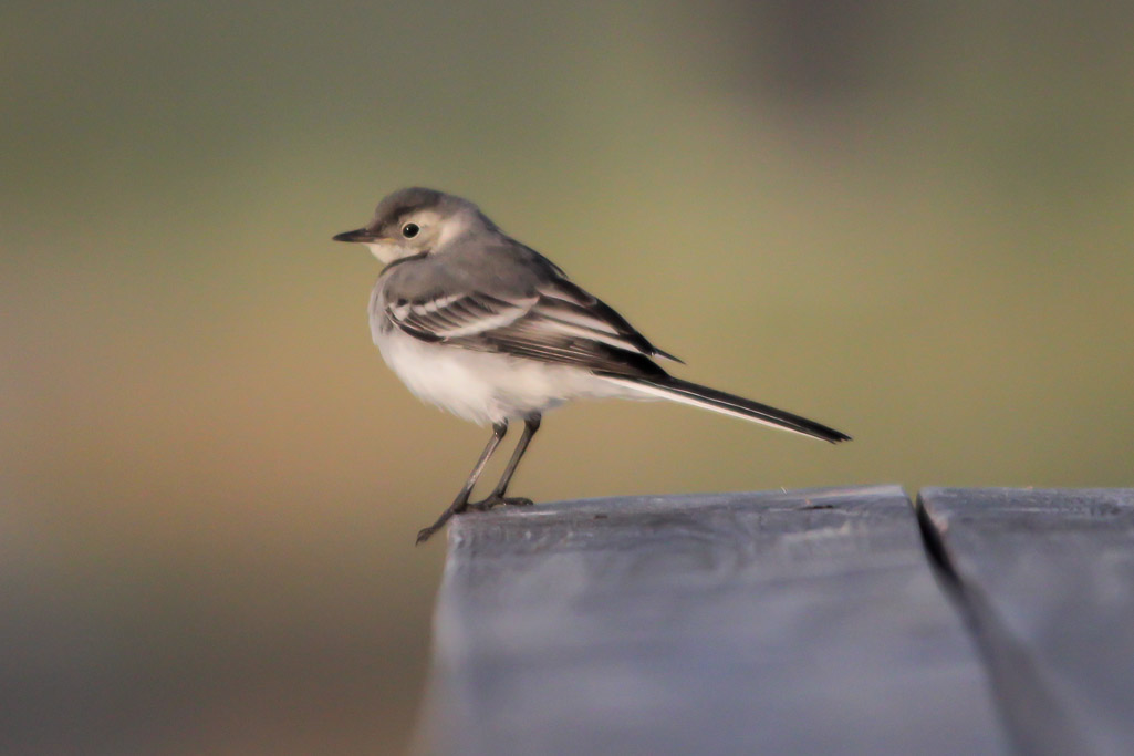 Valokuvaaja: Rauha Manninen