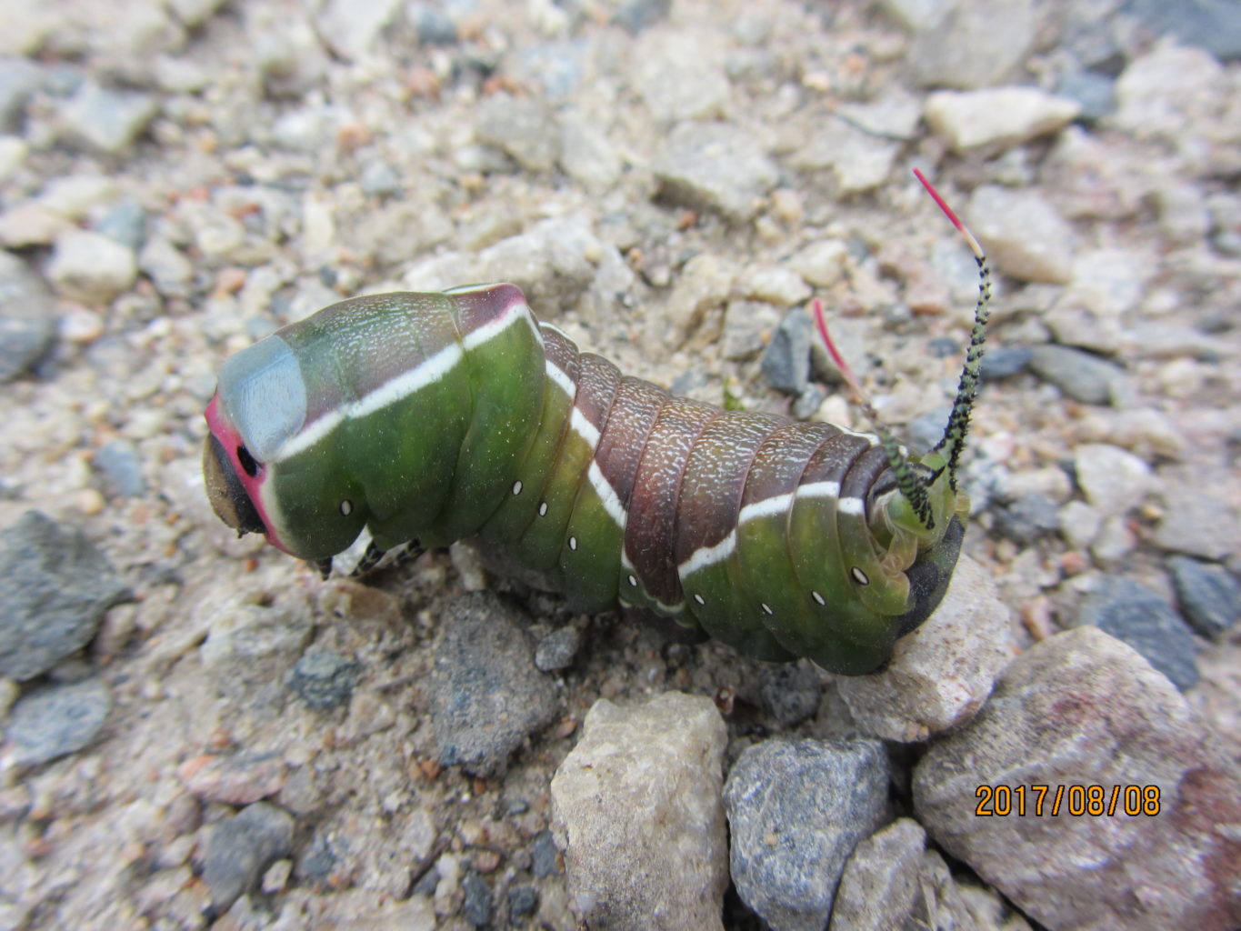 Valokuvaaja: yrjo lukkari