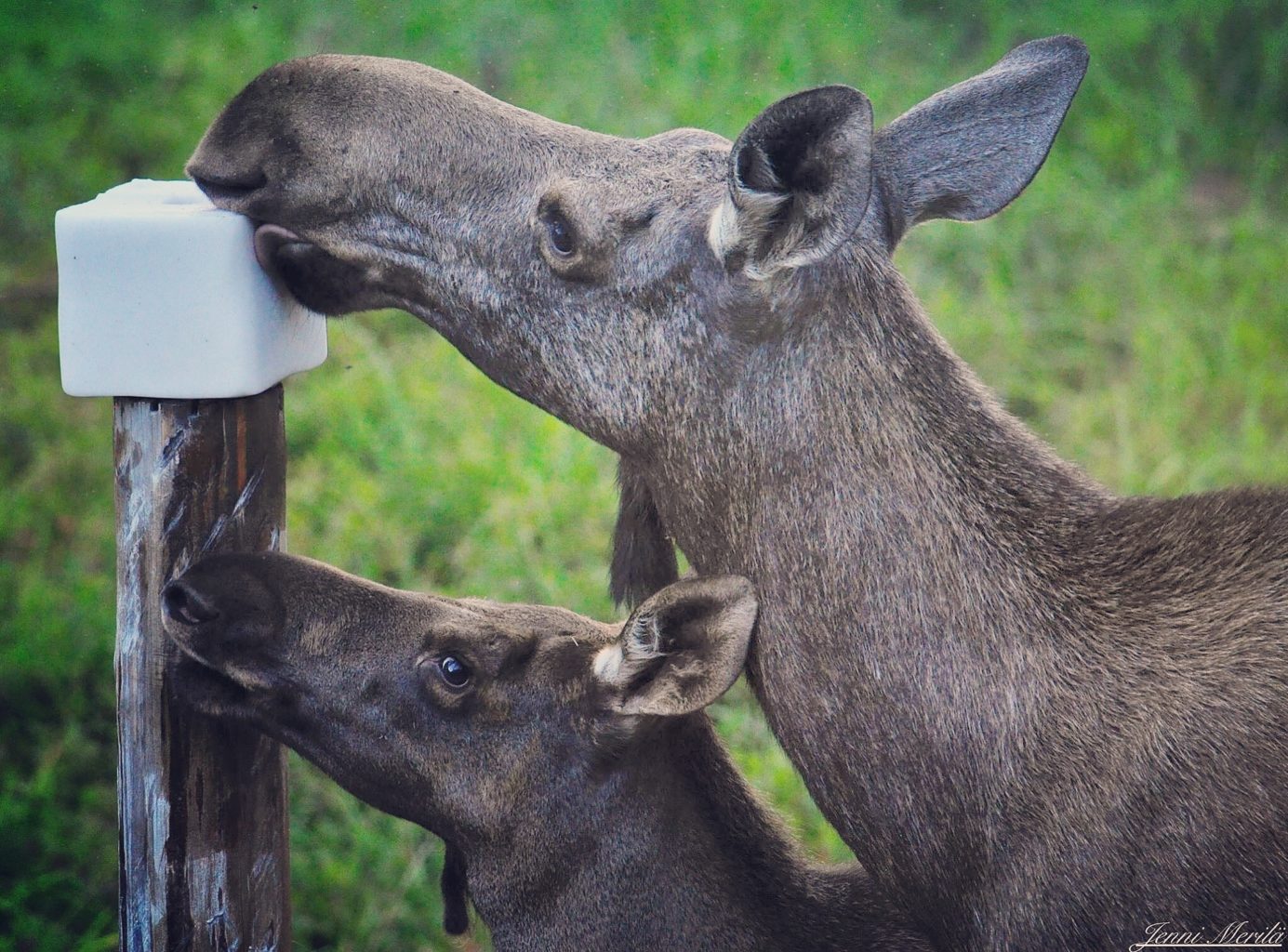 Valokuvaaja: Jenni Merilä