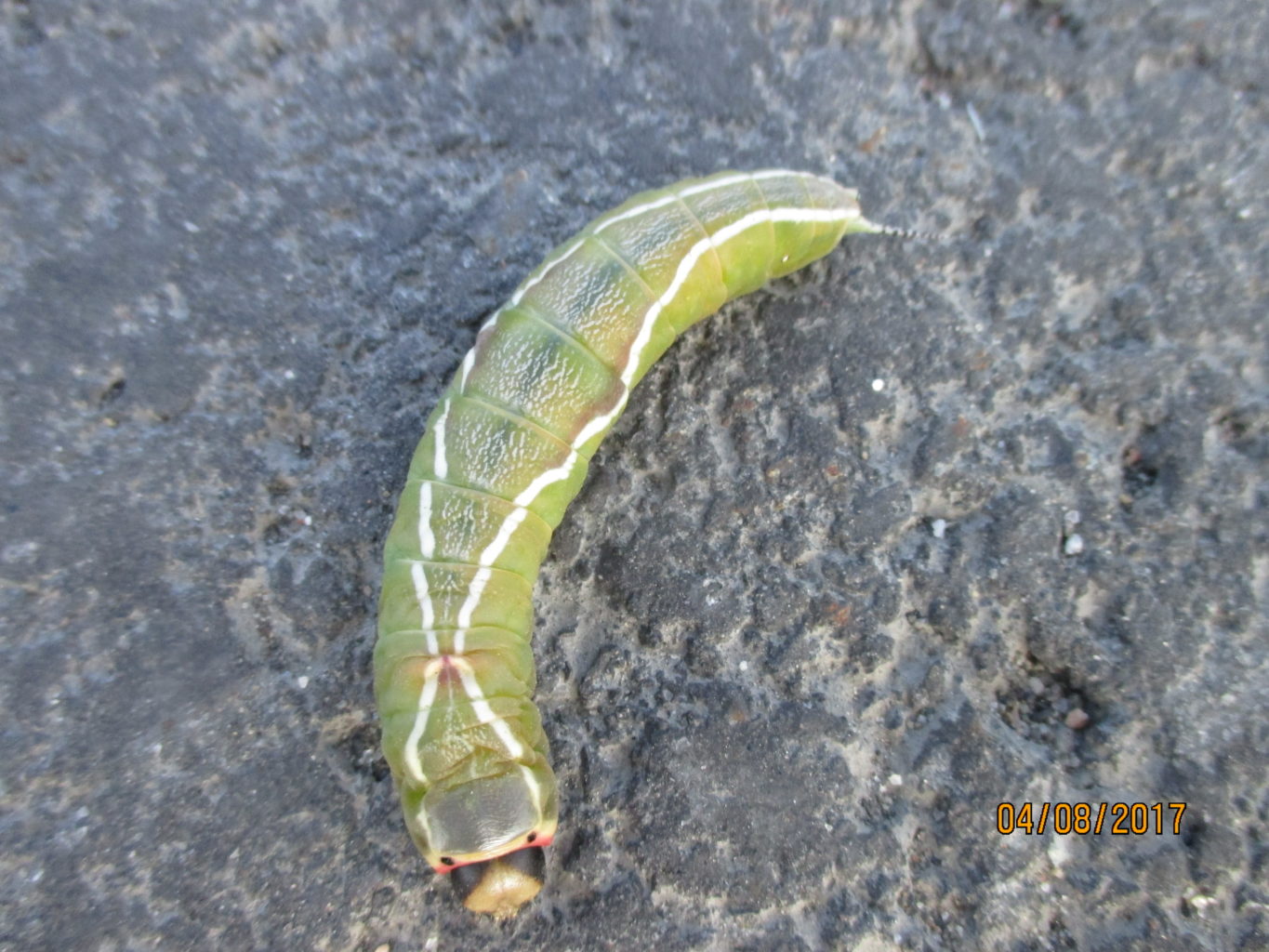 Valokuvaaja: yrjo lukkari