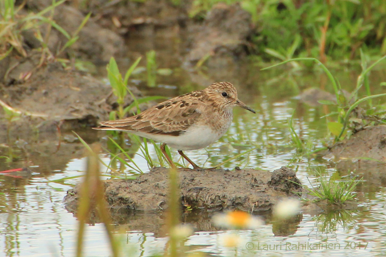 Valokuvaaja: Lauri Rahikainen Valokuvaaja: Lauri Rahikainen