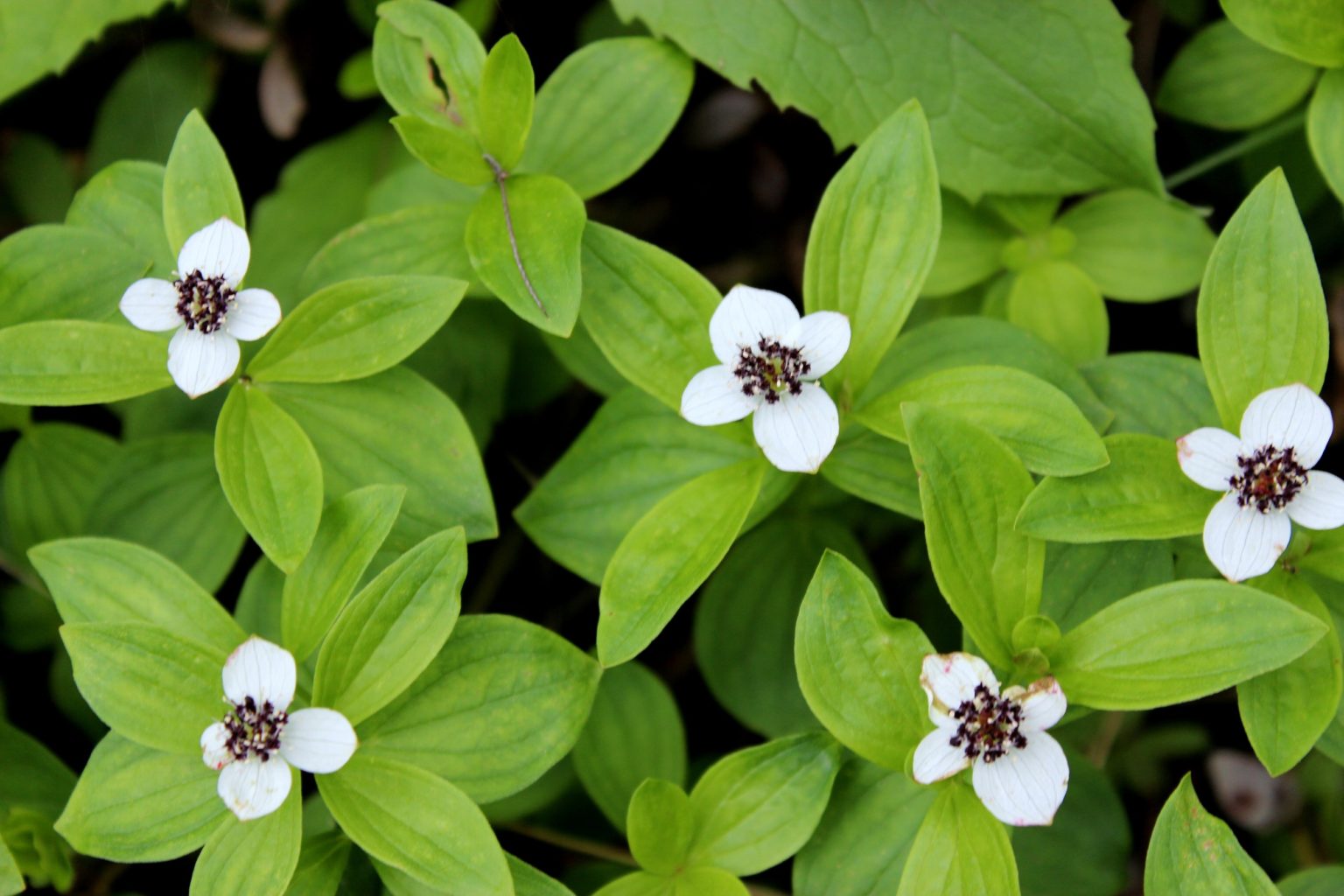 Valokuvaaja: Irja lehtinen