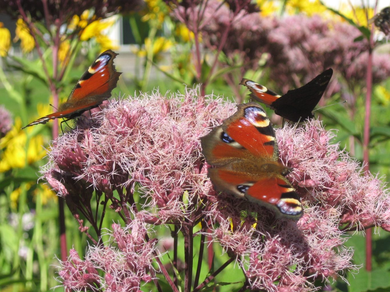 Valokuvaaja: Kirsi Vyuorio