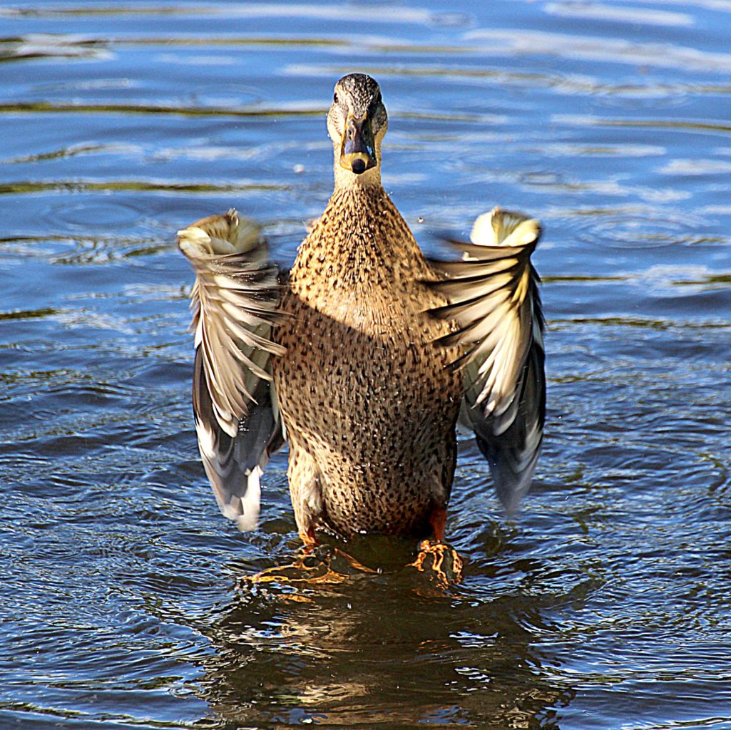 Valokuvaaja: Irja Lehtinen