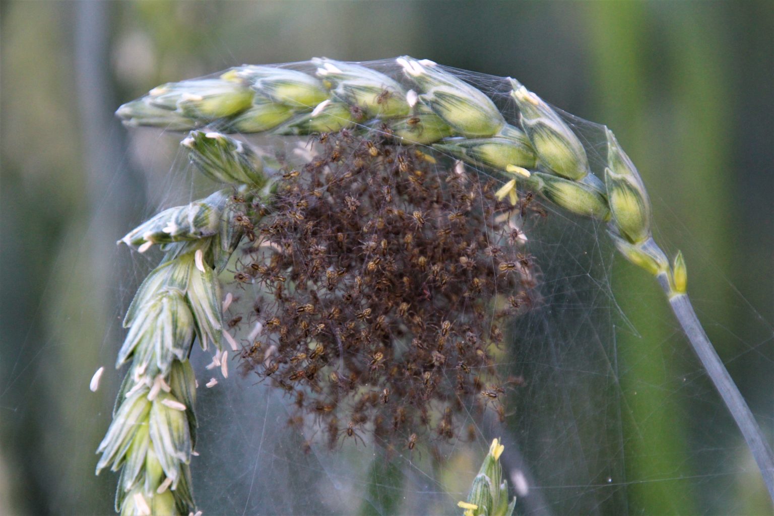 Valokuvaaja: Tiina Laihanen