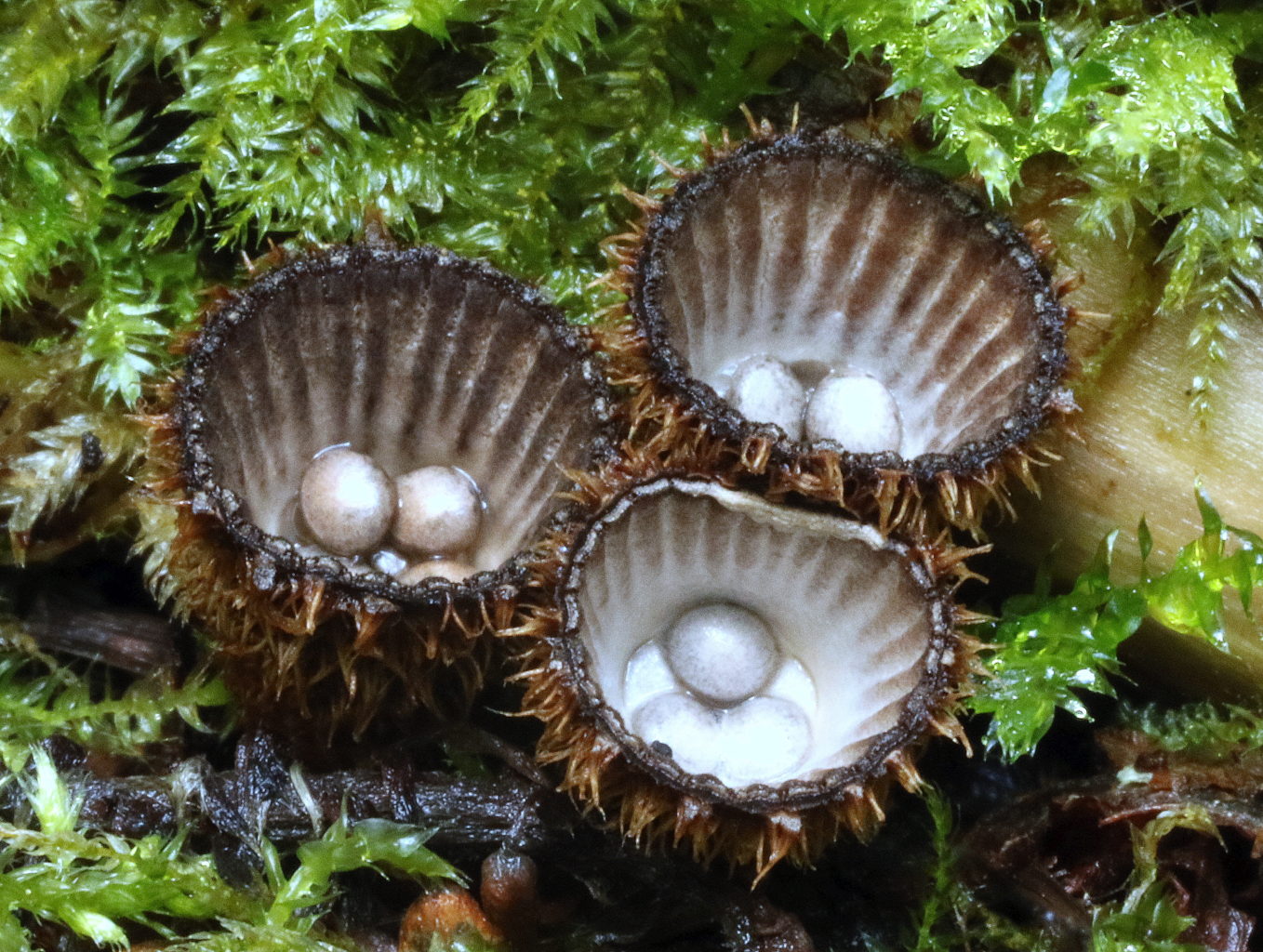 Valokuvaaja: Hannu Rasiranta