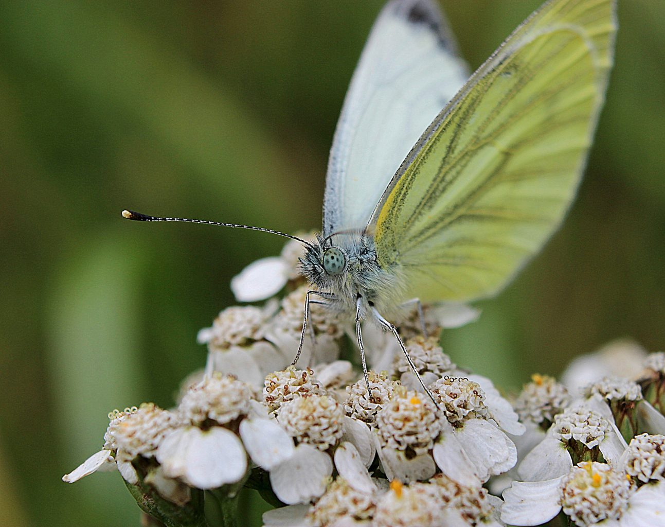 Valokuvaaja: Irja Lehtinen