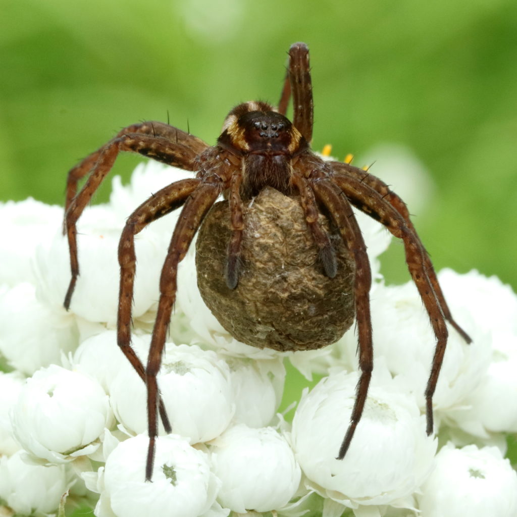 Valokuvaaja: hannu rasiranta