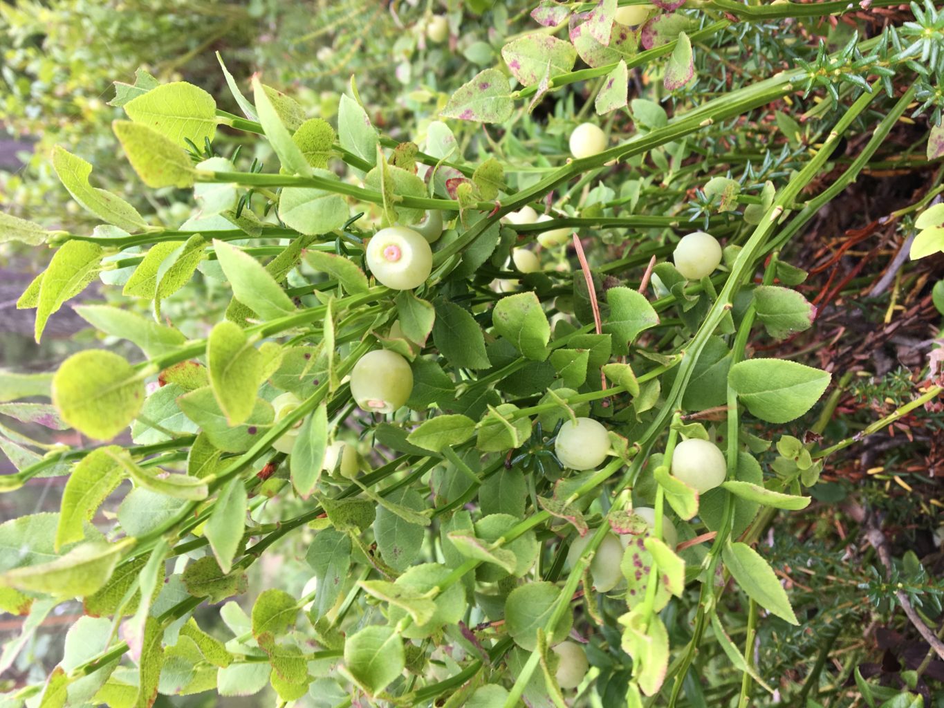 Valokuvaaja: Sari Jokelainen