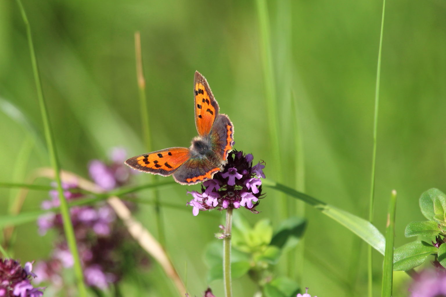 Valokuvaaja: Kirsi-Marja Joenpolvi