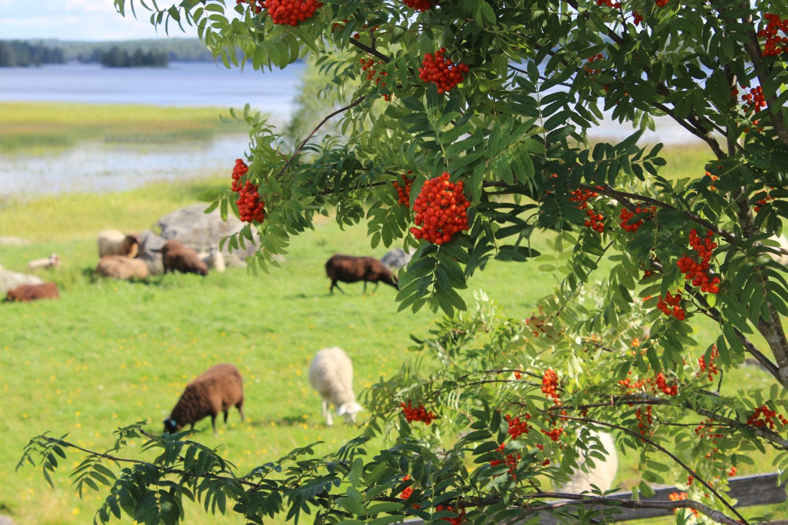 Valokuvaaja: Irja Lehtinen