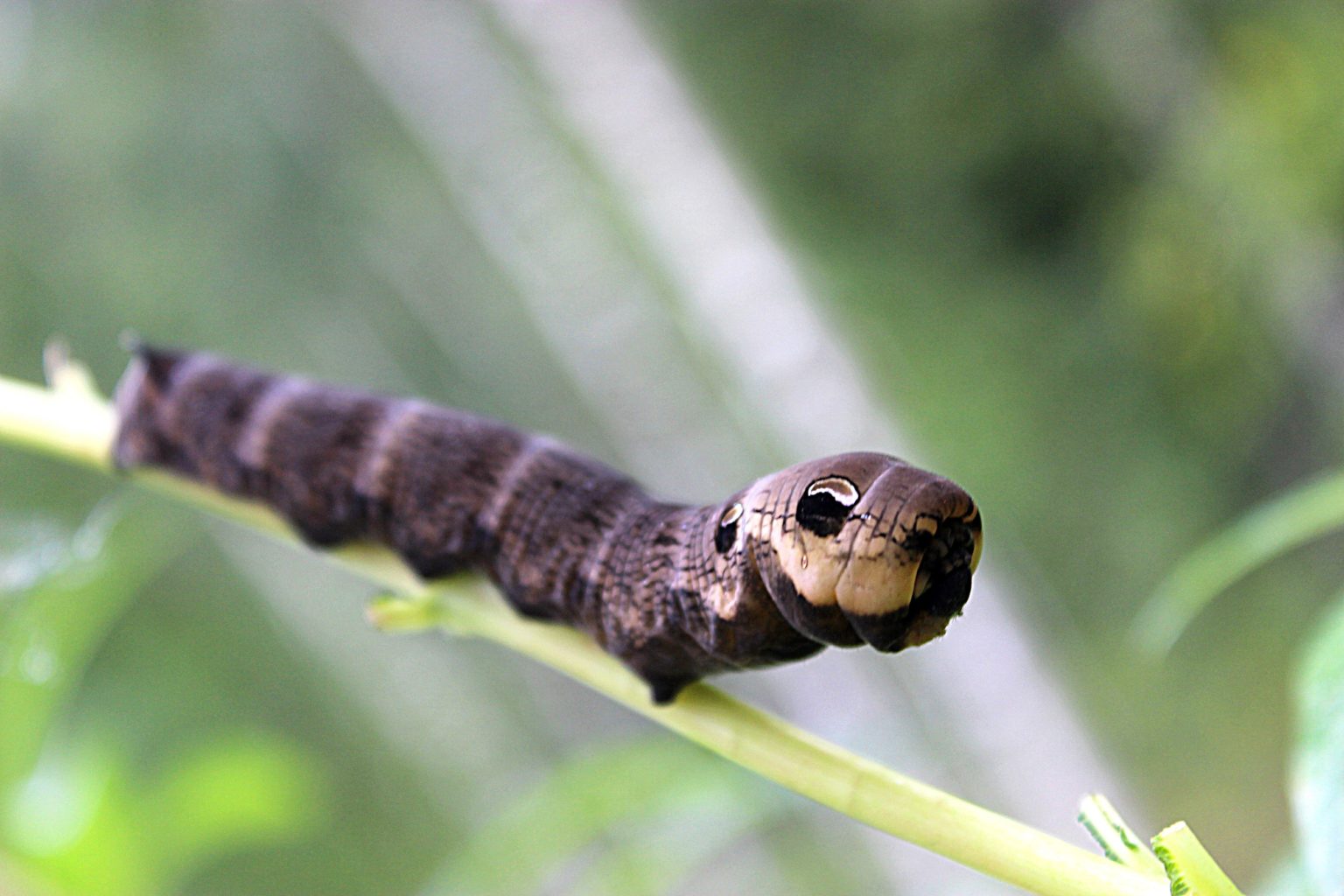 Valokuvaaja: Irja Lehtinen Valokuvaaja: Irja Lehtinen