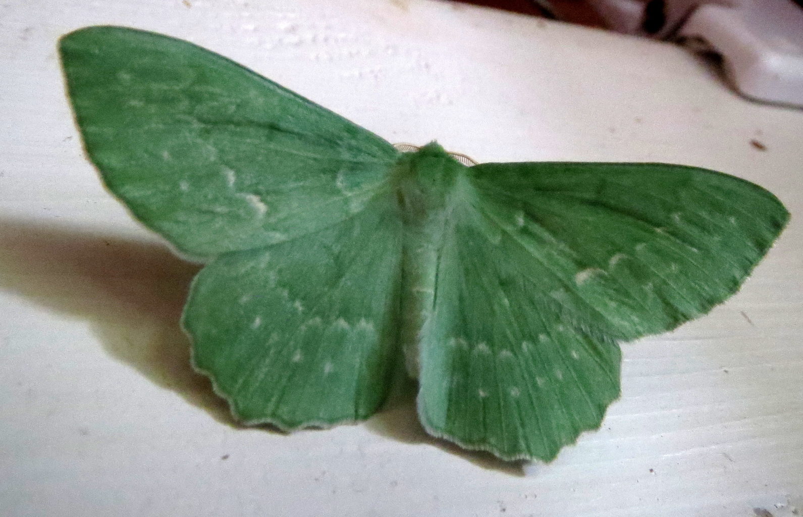 Valokuvaaja: Terttu Rantanen