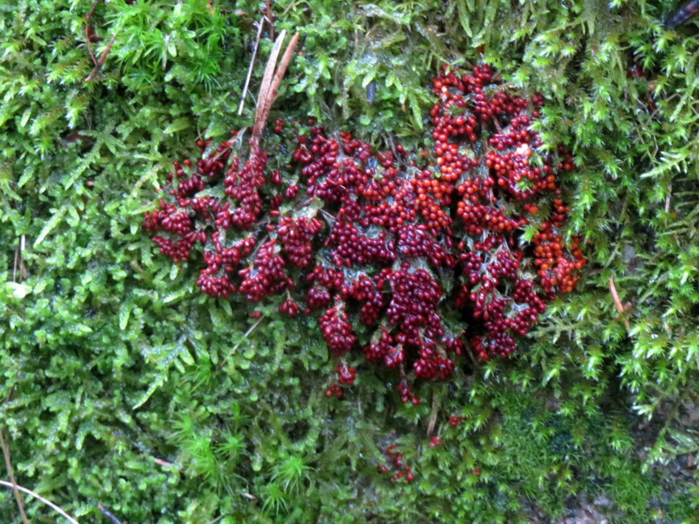 Valokuvaaja: Terttu Rantanen