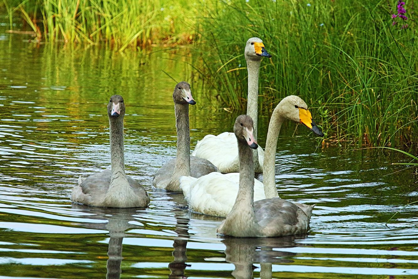 Valokuvaaja: Jarmo Sillanpää