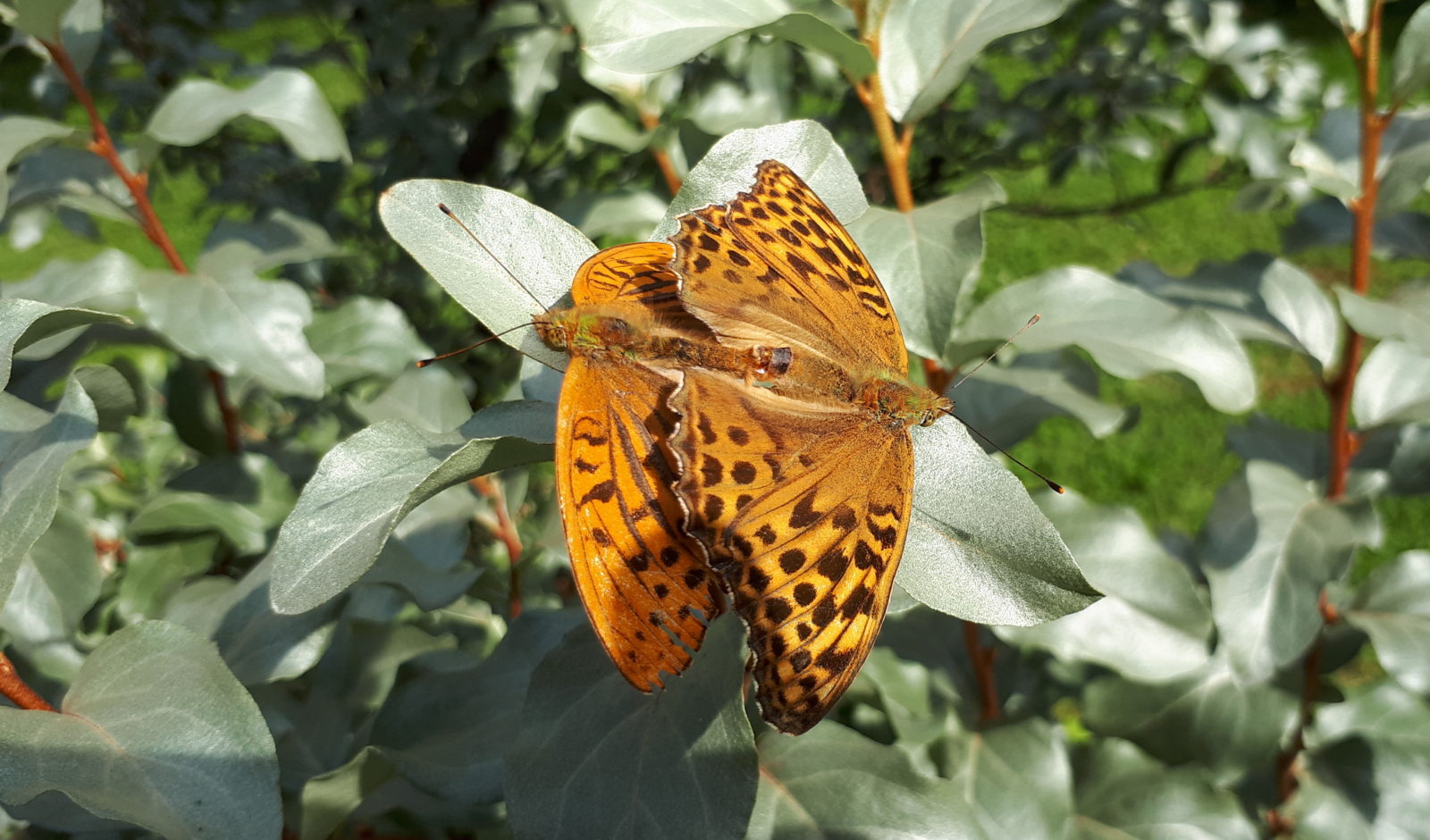 Valokuvaaja: Seppo Asp