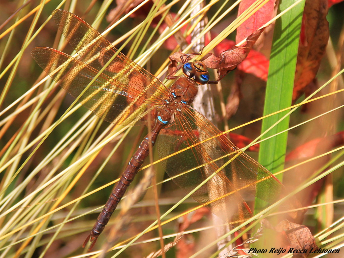Valokuvaaja: Reijo Lehtonen