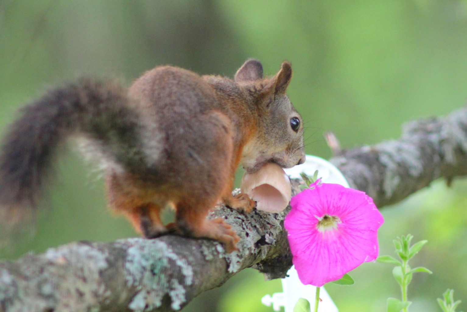 Valokuvaaja: Kalle Asikainen Valokuvaaja: Kalle Asikainen