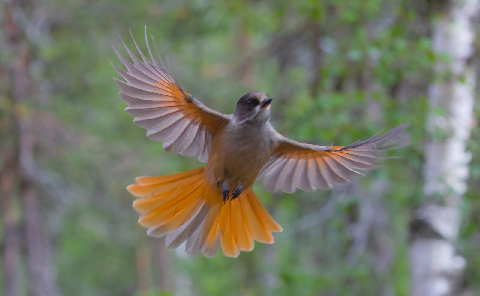 Valokuvaaja: Heikki Kainulainen