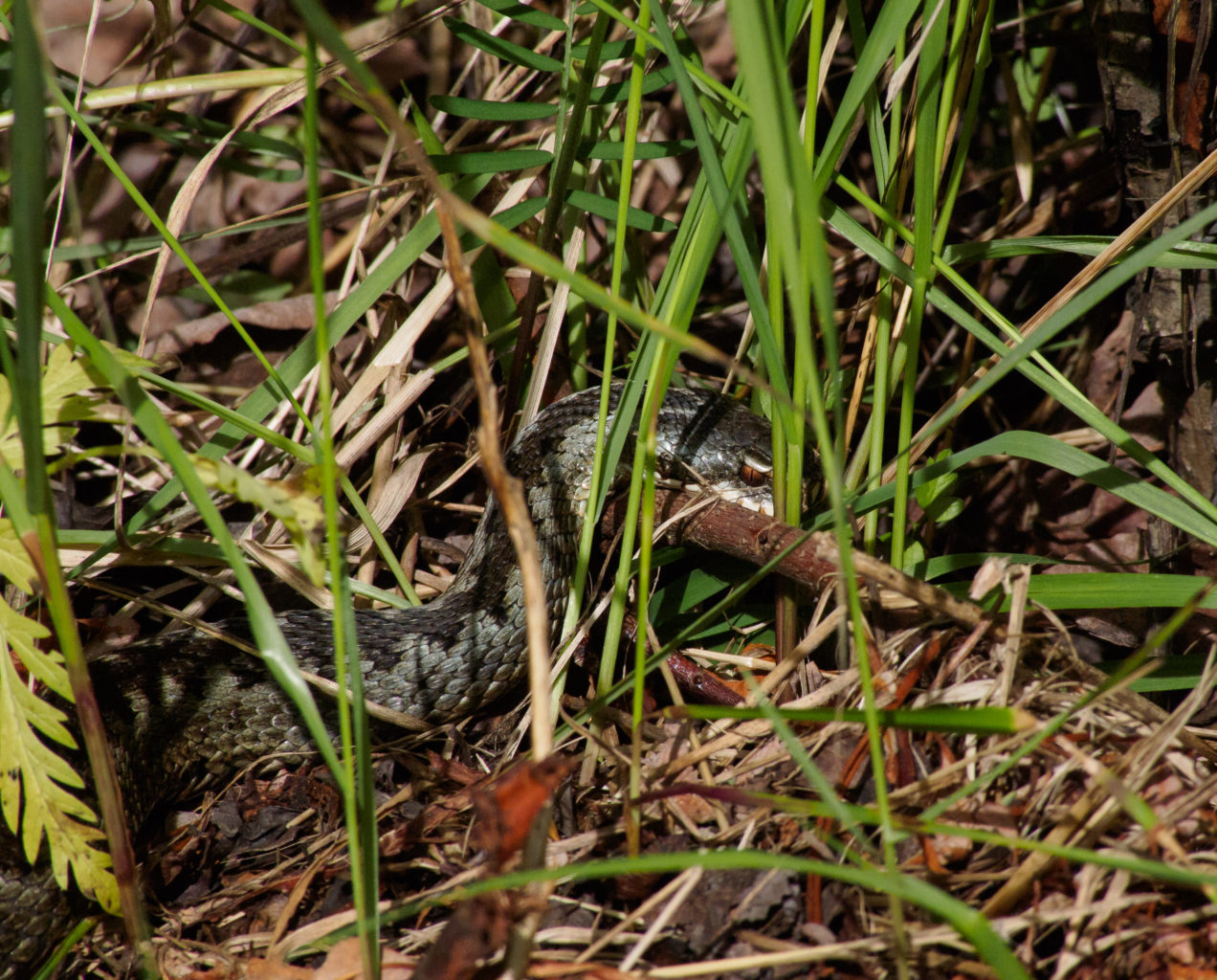 Valokuvaaja: Sirkka Karppinen