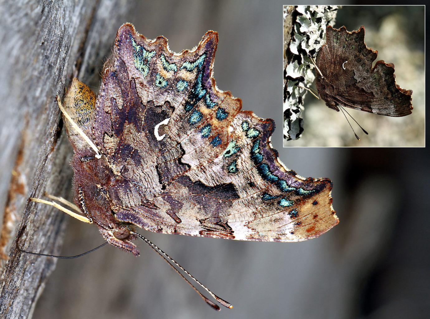 Valokuvaaja: Haapalainen Urpo