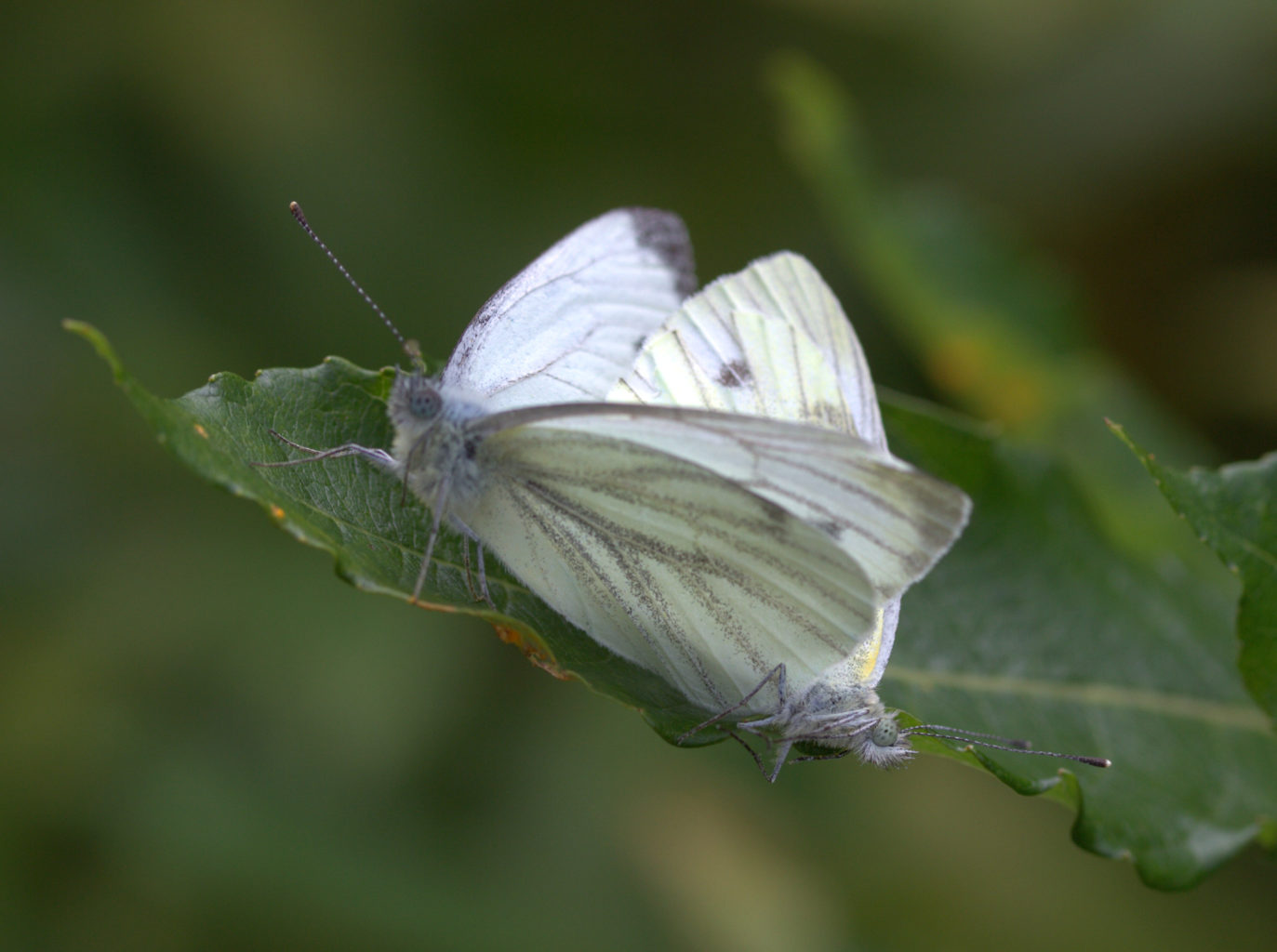 Valokuvaaja: Sirpa Jyske Valokuvaaja: Sirpa Jyske