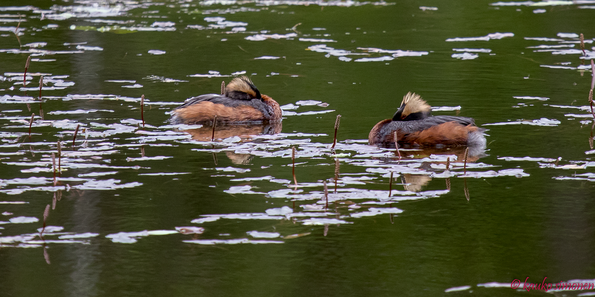Valokuvaaja: Kauko Simonen
