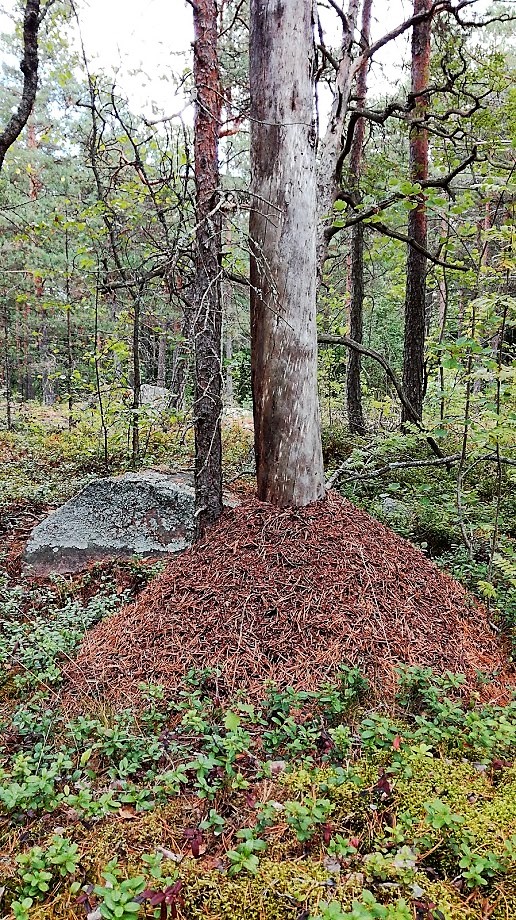 Valokuvaaja: Jukka Rönkä