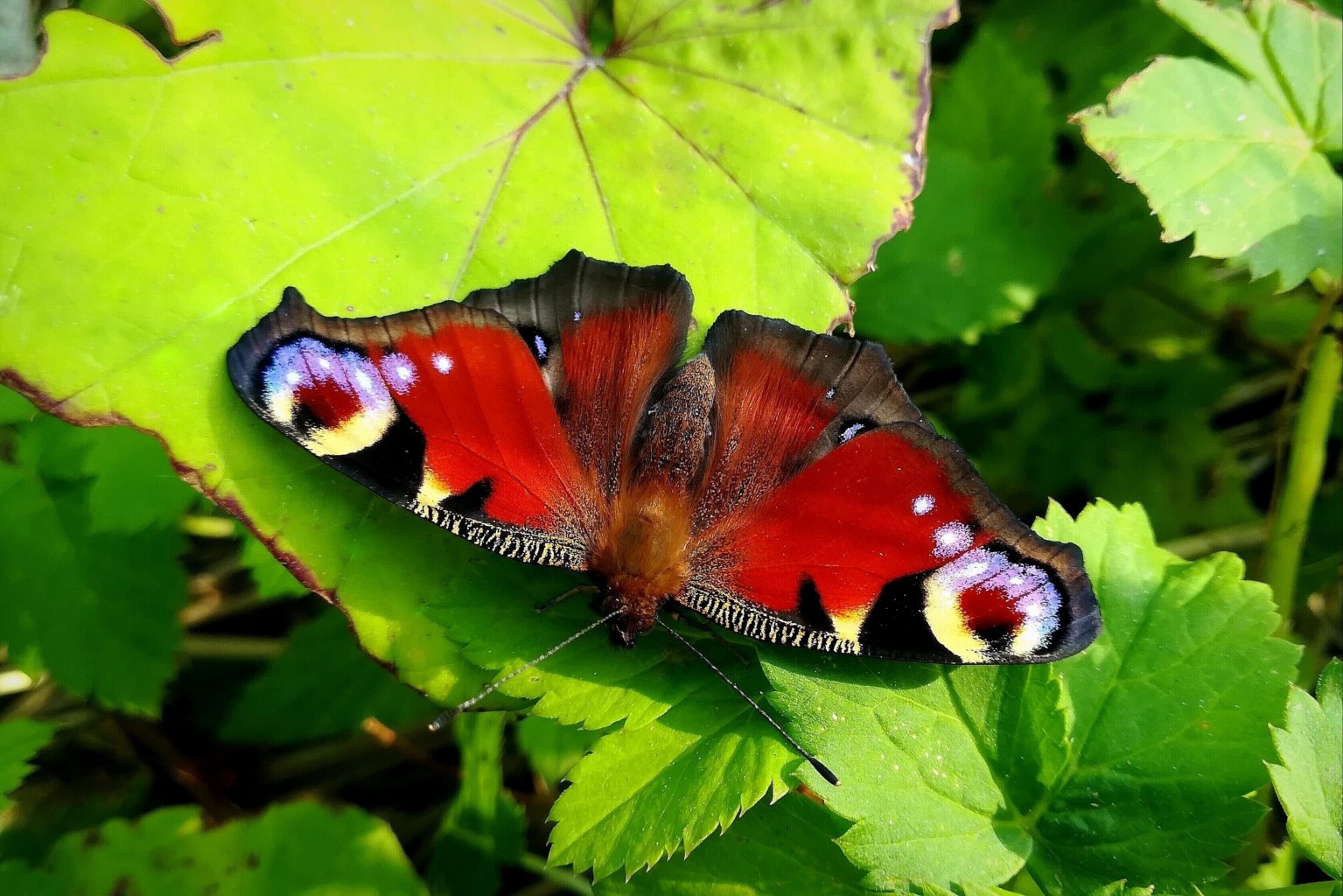 Valokuvaaja: Paula Savelius