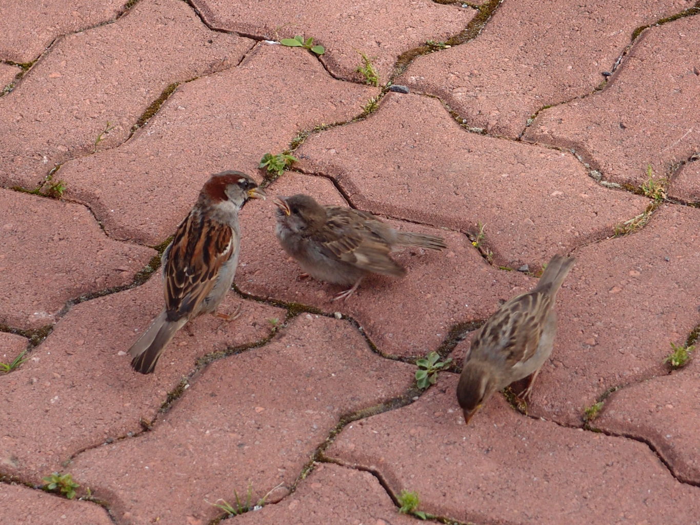 Valokuvaaja: Risto Kangassalo