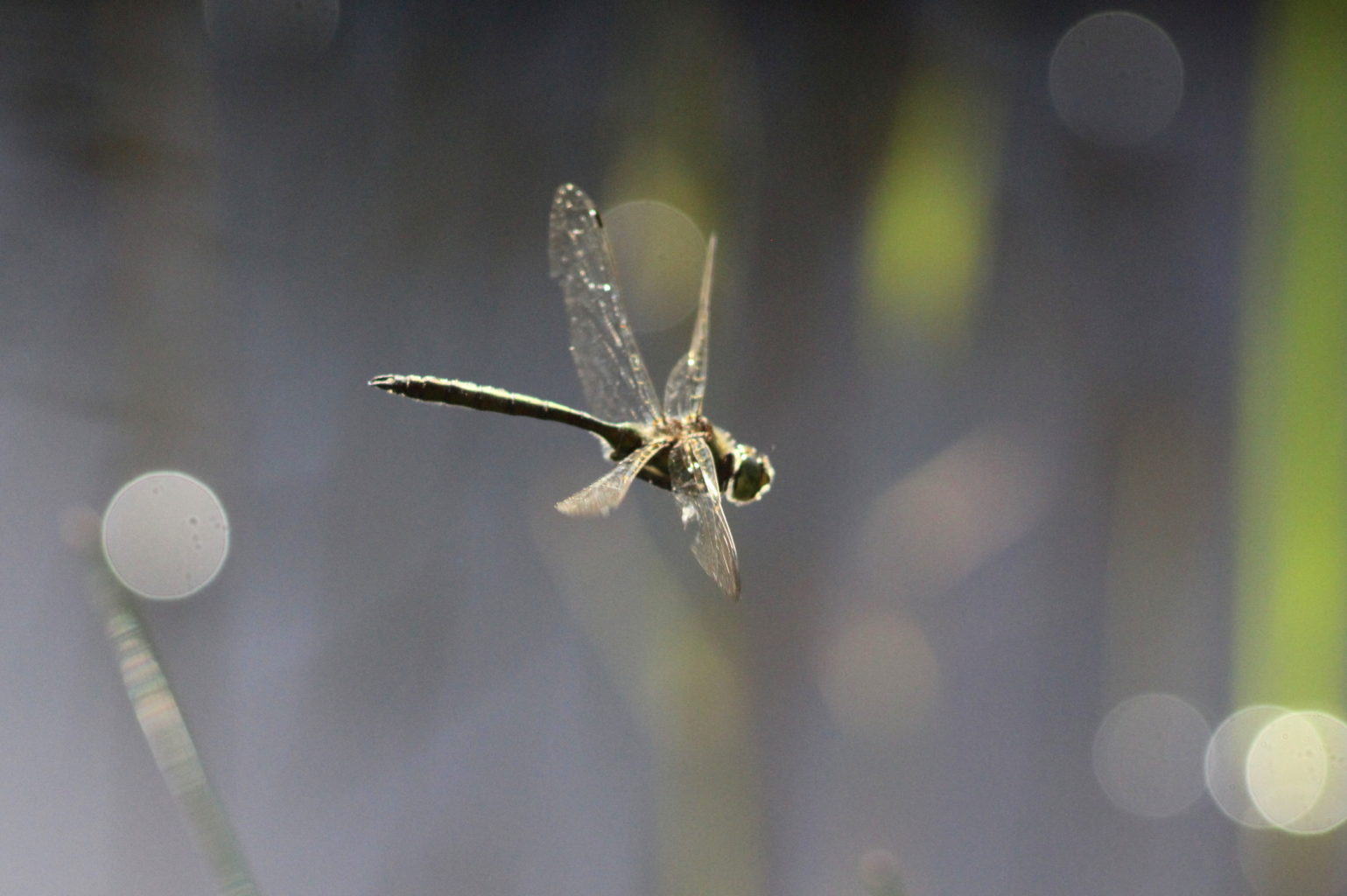 Valokuvaaja: Kalle Asikainen