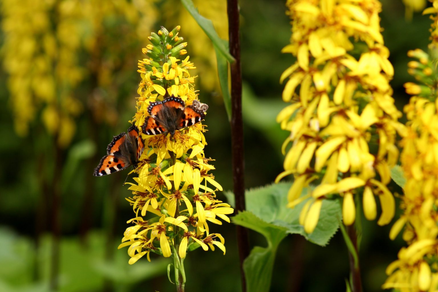 Valokuvaaja: Pirkko Siukonen