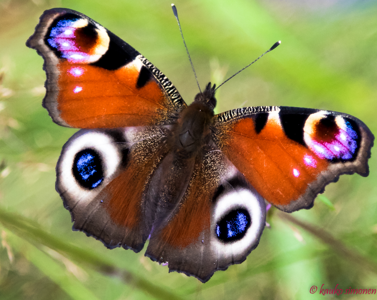 Valokuvaaja: Kauko Simonen Valokuvaaja: Kauko Simonen